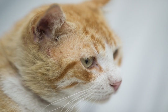 可爱的黄橘色猫咪近距离高清摄影