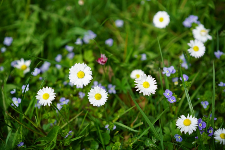微距摄影_绿色自然草坪清新白色花朵雏菊