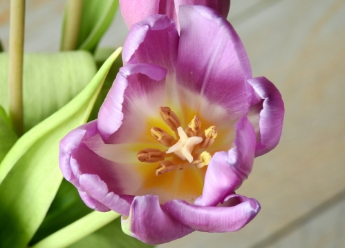 微距摄影_室内桌面紫色花朵绿色叶子自然植物