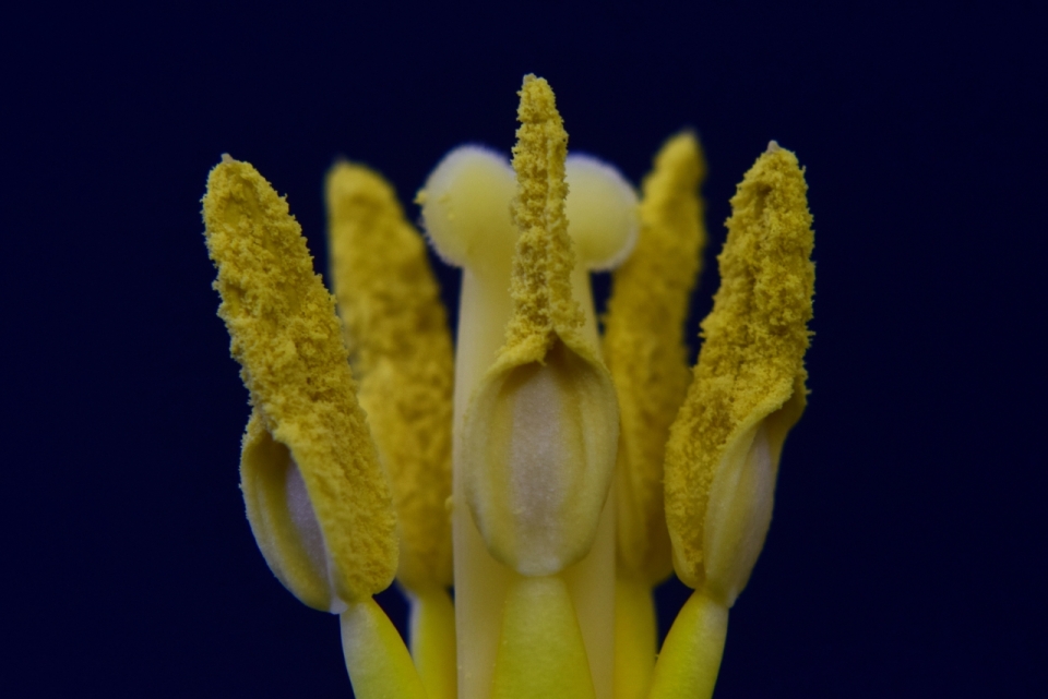 微距摄影_昏暗背景黄色花朵自然植物雌蕊