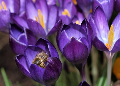 微距摄影_虚化背景黄色花蕊紫色花朵自然植物