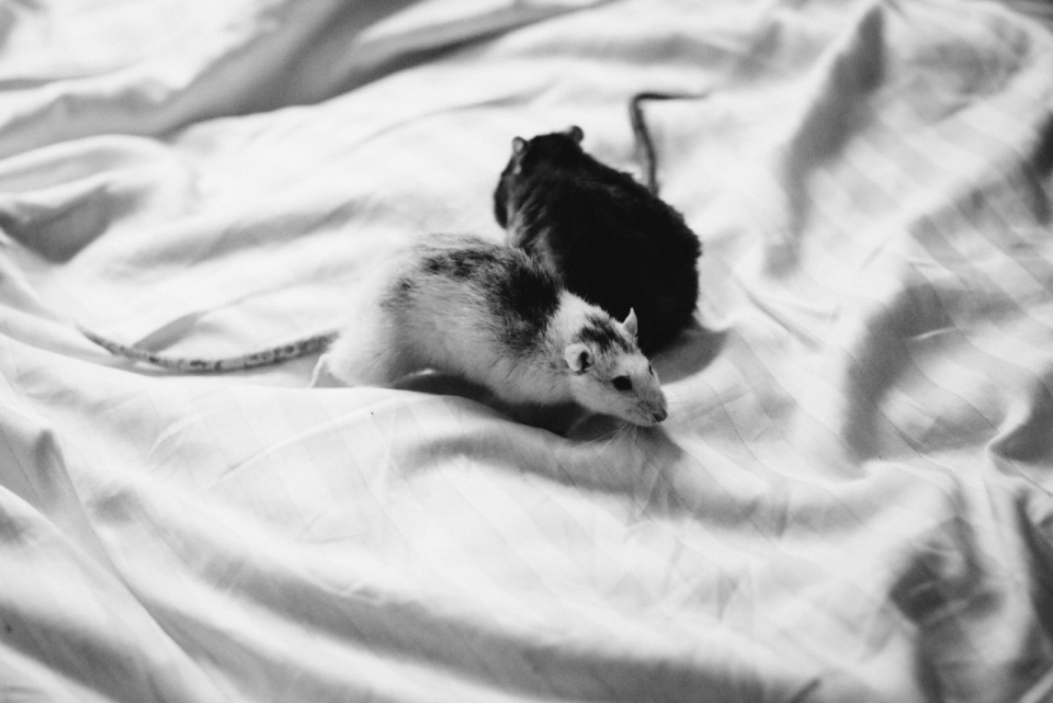 床上玩耍的宠物鼠黑白摄影