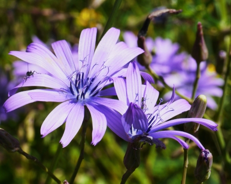 虚化背景户外自然紫色花朵植物