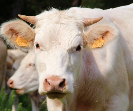 农场中一只白色的奶牛