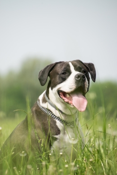 户外自然绿色植物间可爱黑白宠物狗