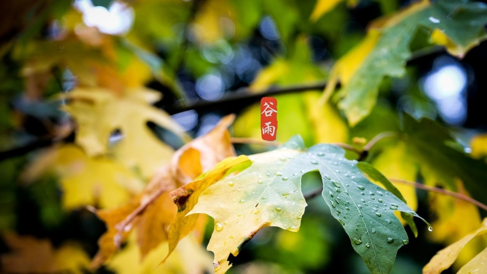 谷雨高清桌面壁纸