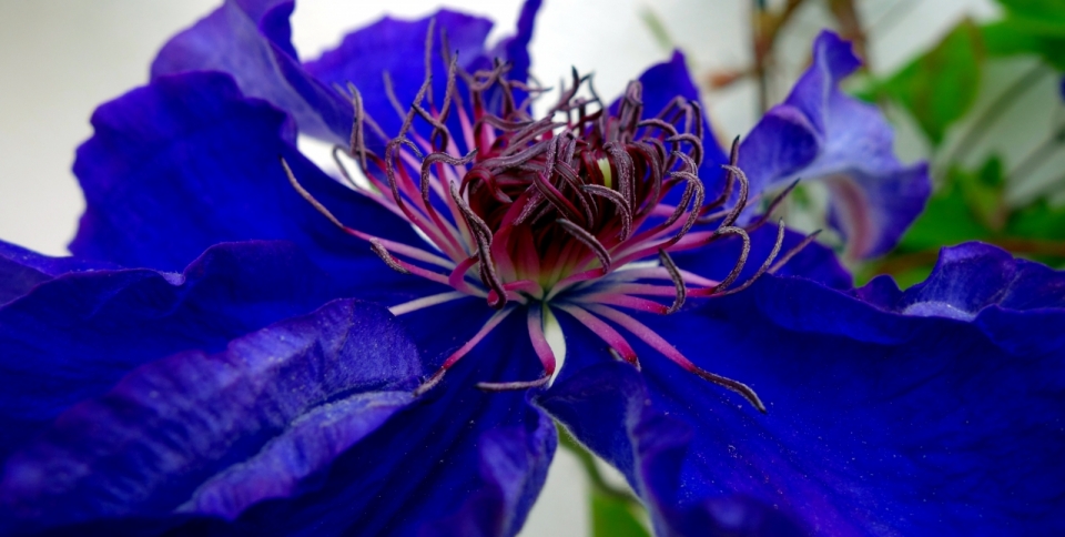 室内自然紫色花朵植物花蕊微距特写