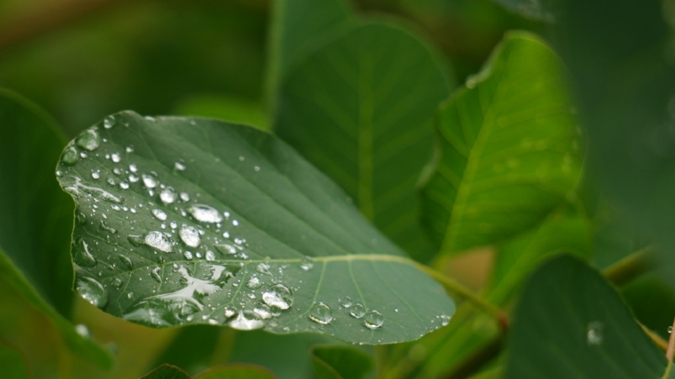 雨水节气大雨的绿叶无水印电脑桌面高清壁纸图片