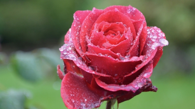 玫瑰花高清桌面壁纸