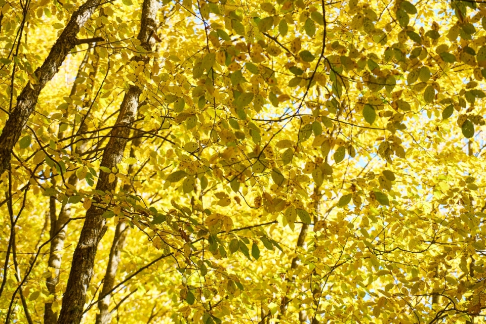 秋天树林树木金色树叶风景摄影