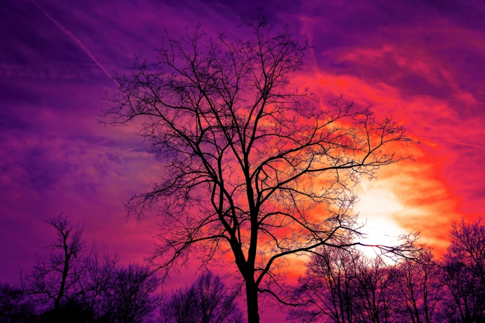 夕阳火烧云下的黑色树影