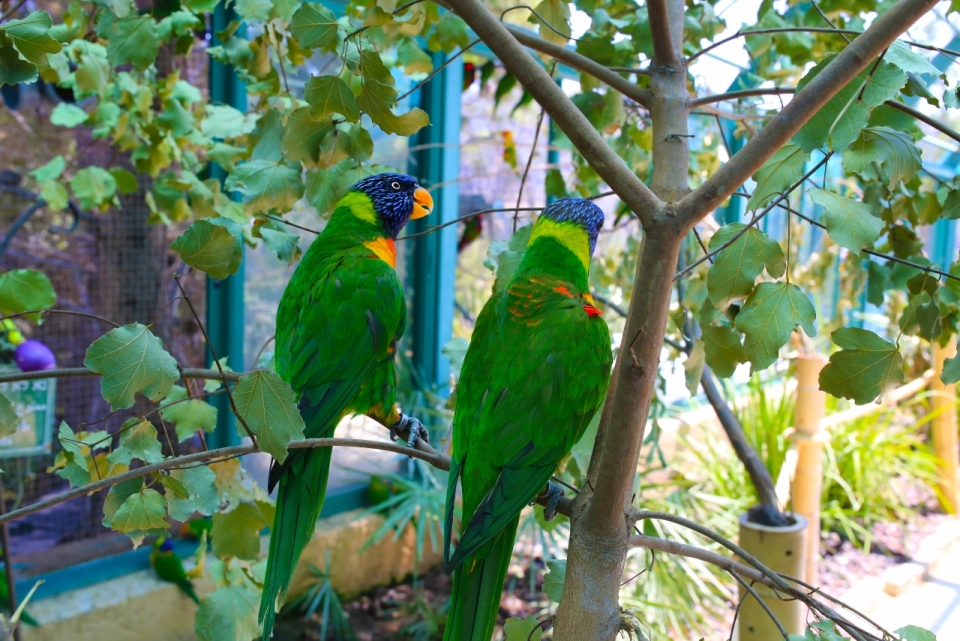 一堆绿色羽毛的鹦鹉站在树枝上特写摄影