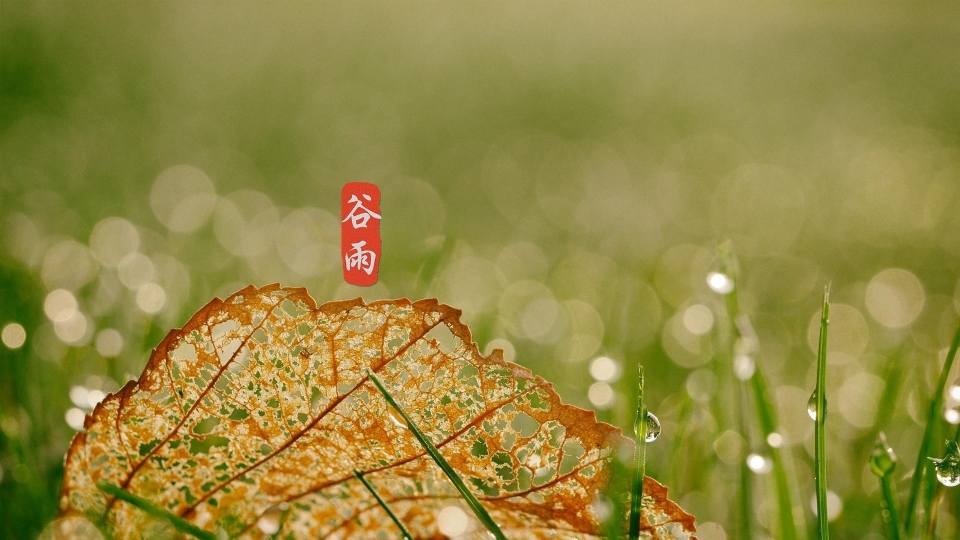 谷雨高清桌面壁纸