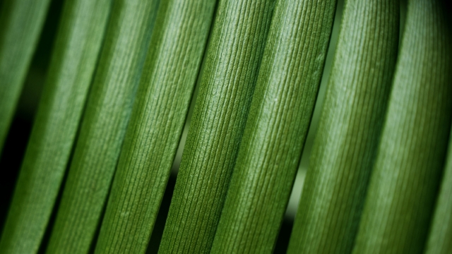 唯美清新护眼高清桌面壁纸