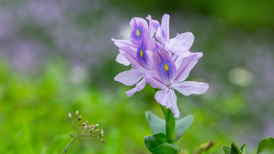 雨久花自然风光优美风景高清桌面壁纸