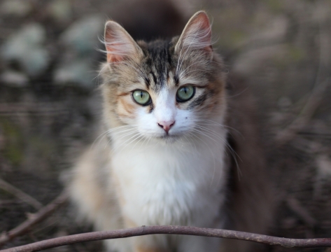 虚化背景自然森林可爱宠物猫