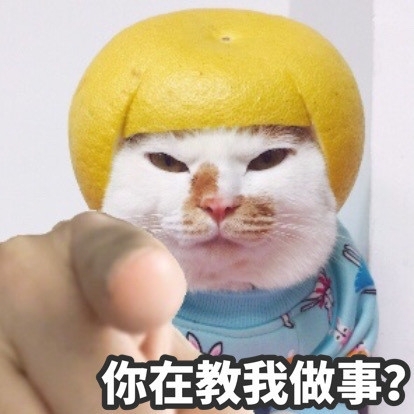 猫猫搞笑表情包图片