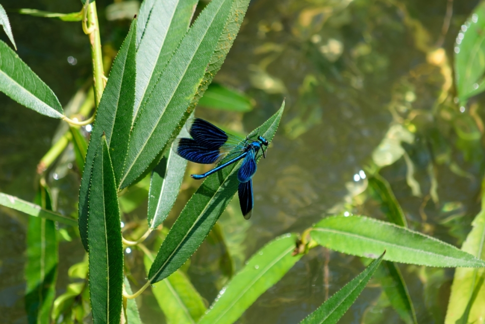 绿色树叶上蓝色蜻蜓昆虫摄影