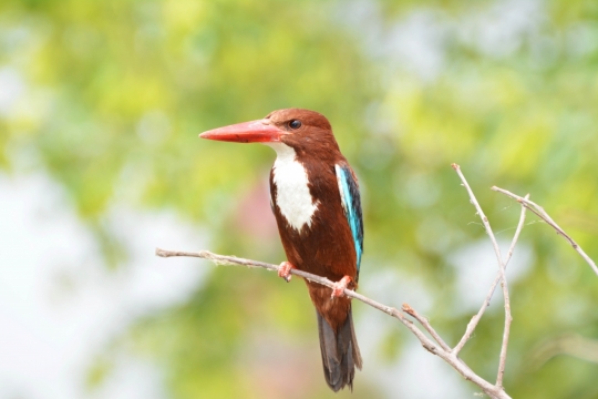 虚化背景树木树枝上红色喙鸟类动物