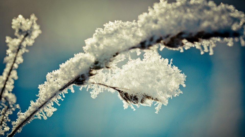 冬日雾松自然风景雪景景观高清桌面壁纸