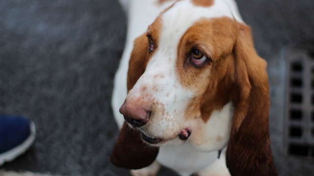 巴吉度犬唯美小狗高清桌面壁纸