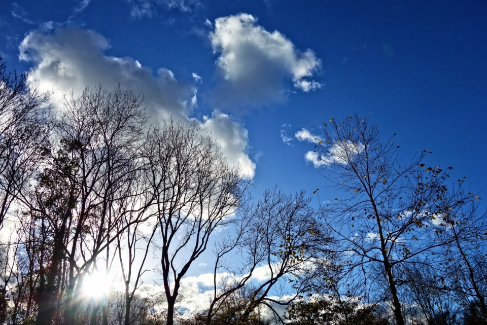 阳光下蓝色天空枯树林仰拍美景