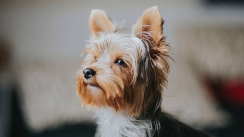 约克夏梗犬高清桌面壁纸