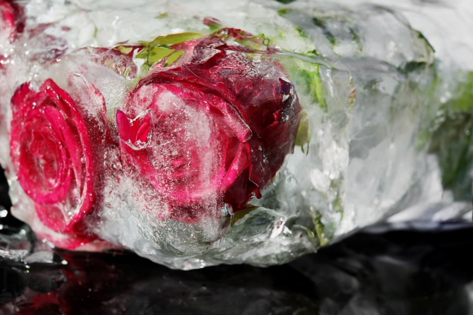 黑色桌面透明冰块裹红色花朵玫瑰