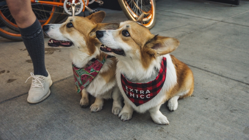 呆萌可爱的柯基犬高清桌面壁纸