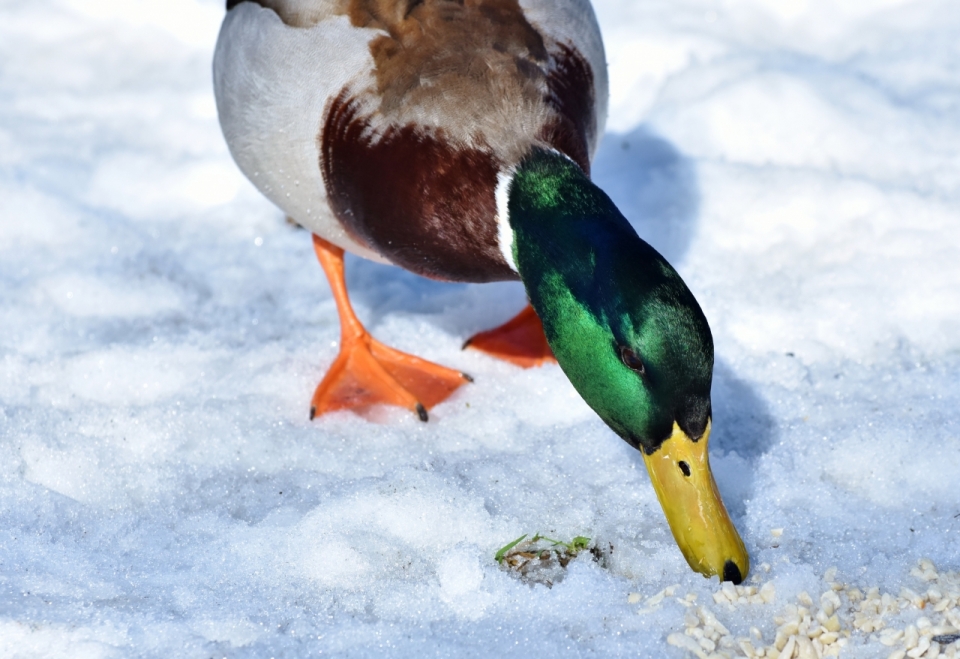 洁白雪面行走绿头野鸭可爱特写