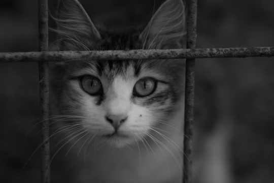 黑白户外铁网前可爱宠物猫