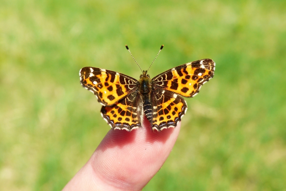 虚化背景阳光自然户外手指美丽蝴蝶昆虫