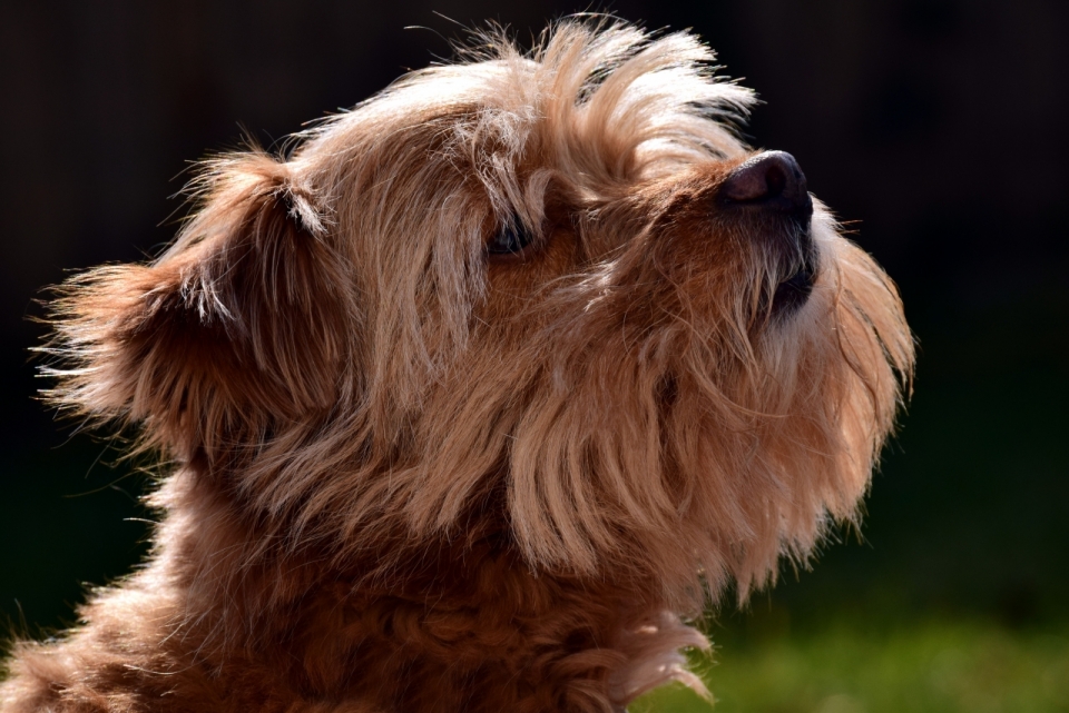 自然户外阳光下可爱棕色长毛宠物狗