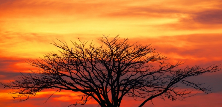 天空金色阳光树木枯枝特写风光