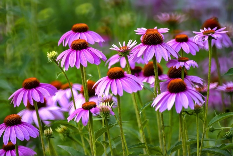 重阳节菊花高清桌面壁纸