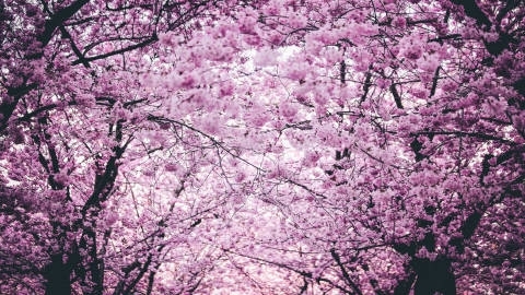樱花绚丽浪漫美丽漂亮自然风光高清壁纸