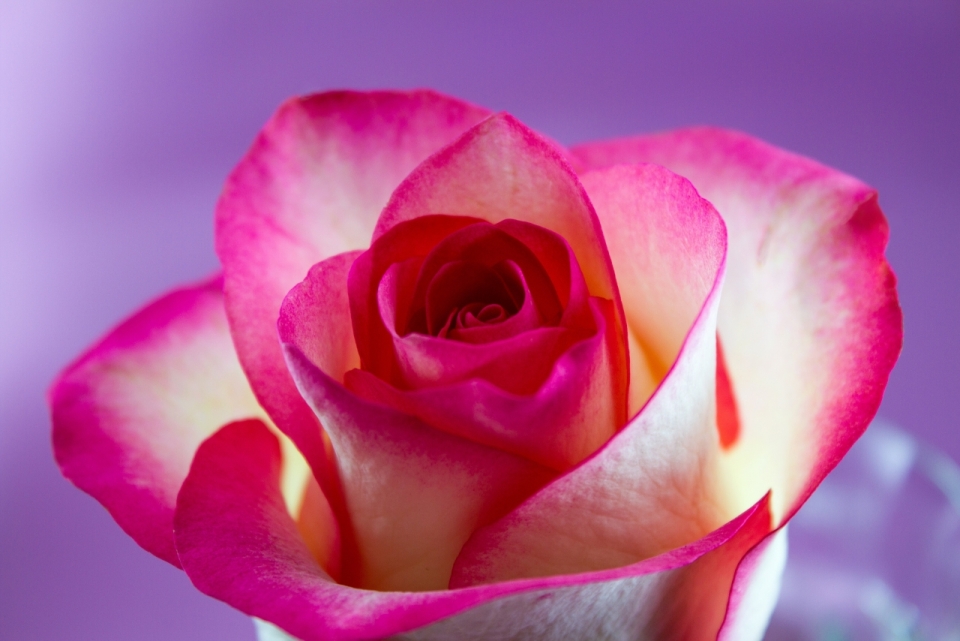 紫色背景美丽自然玫瑰花朵