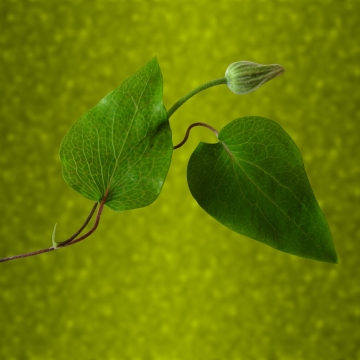 微距摄影_虚化背景自然植物上绿色叶子