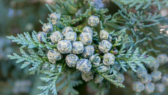 绿色护眼柏树树枝高清桌面壁纸