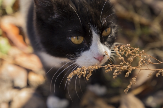 漫步在草丛中眼神尖锐的猫咪