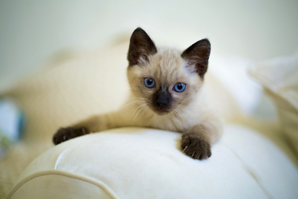 居家抱枕上暹罗猫可爱表情特写