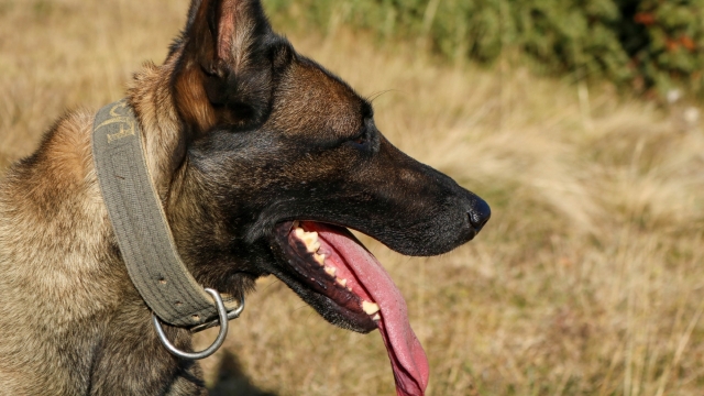 马里努阿犬狗狗高清桌面壁纸