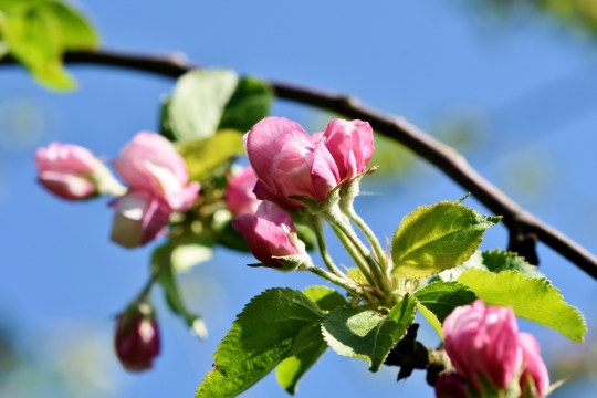 阳光蓝色天空自然树木树枝粉色花朵