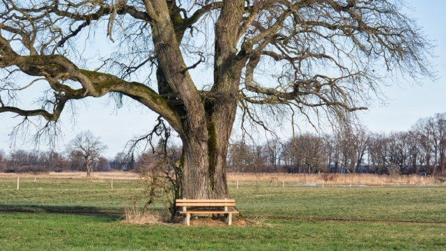 橡树无水印电脑桌面高清壁纸图片
