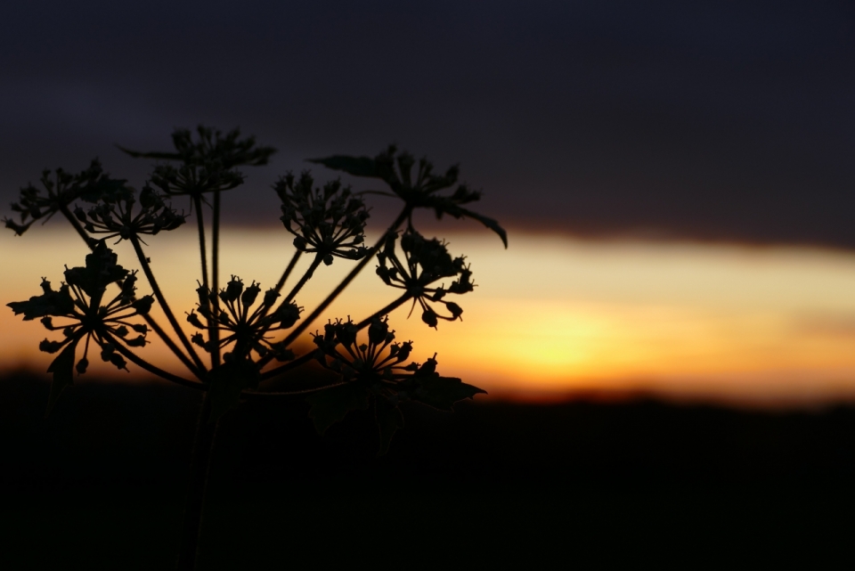 远处夕阳余晖花朵光影风光