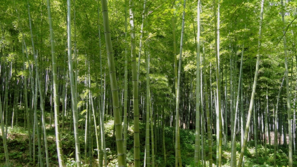 四季常青的竹子竹林风景无水印电脑桌面高清壁纸图片