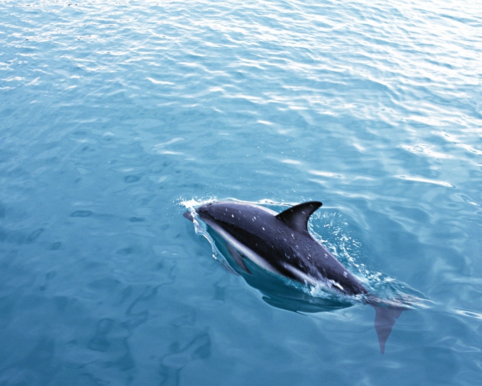 海底世界海豚特写图片壁纸