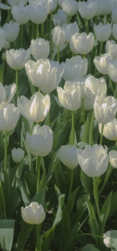 唯美清新绿色手机壁纸