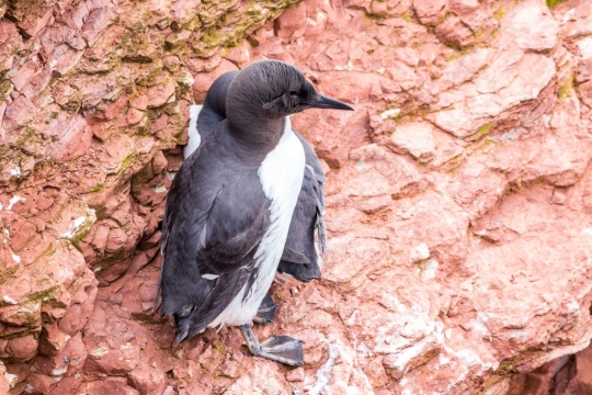 自然户外岩石间野生企鹅动物