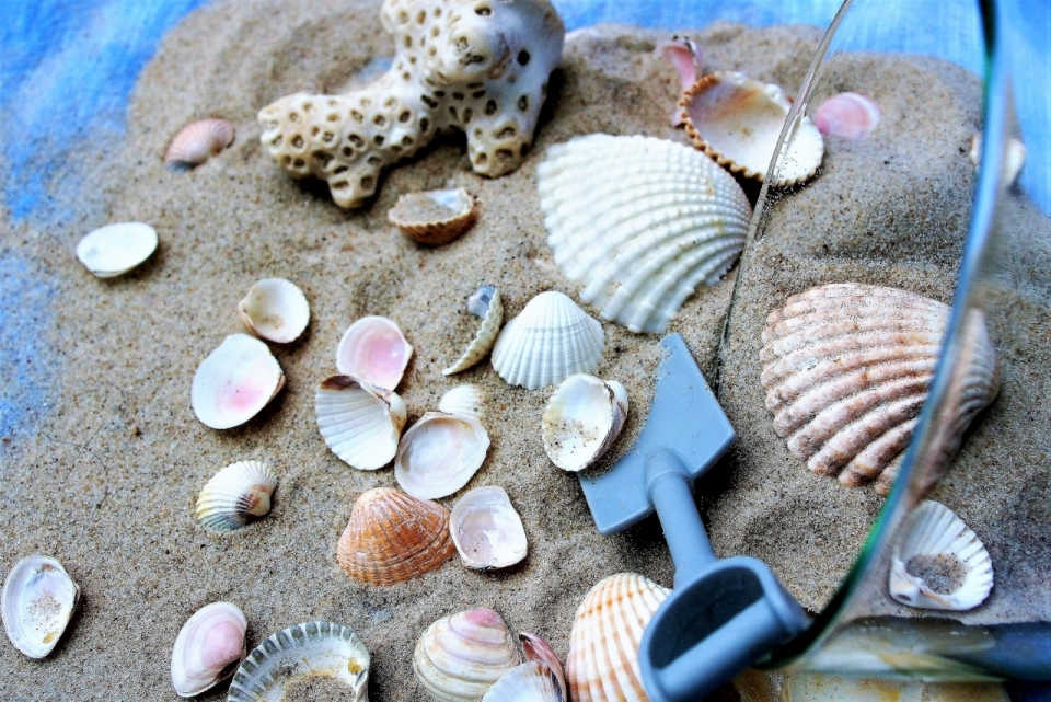 蓝布上散落的贝壳砂砾珊瑚工具特写